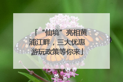 “仙境”亮相黄浦江畔，三大优惠游玩政策等你来