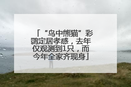 “鸟中熊猫”彩鹮定居孝感，去年仅观测到1只，而今年全家齐现身