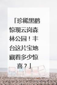 珍稀黑鹳惊现云岗森林公园！丰台这片宝地藏着多少惊喜？