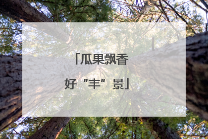 瓜果飘香 好“丰”景
