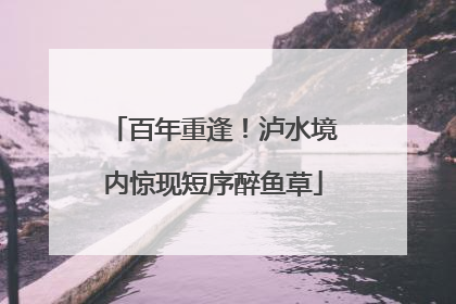 百年重逢！泸水境内惊现短序醉鱼草