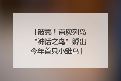 破壳！南麂列岛“神话之鸟”孵出今年首只小雏鸟