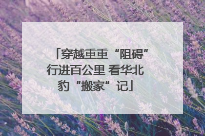 穿越重重“阻碍”行进百公里 看华北豹“搬家”记