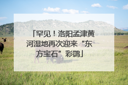 罕见！洛阳孟津黄河湿地再次迎来“东方宝石”彩鹮