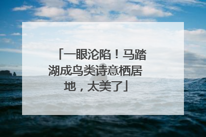 一眼沦陷！马踏湖成鸟类诗意栖居地，太美了