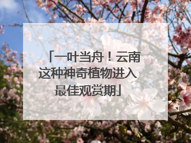 一叶当舟！云南这种神奇植物进入最佳观赏期