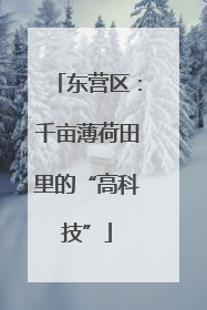 东营区：千亩薄荷田里的“高科技”