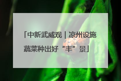 中新武威观｜凉州设施蔬菜种出好“丰”景