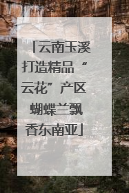 云南玉溪打造精品“云花”产区 蝴蝶兰飘香东南亚