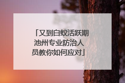 又到白蚁活跃期 池州专业防治人员教你如何应对