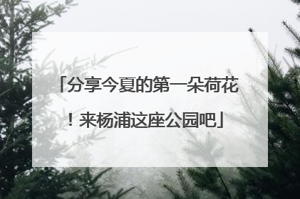 分享今夏的第一朵荷花！来杨浦这座公园吧