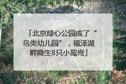 北京绿心公园成了“鸟类幼儿园”，福泽湖畔降生8只小鸳鸯