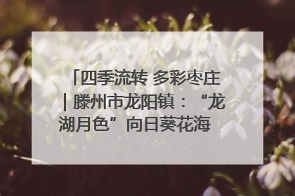 四季流转 多彩枣庄｜滕州市龙阳镇：“龙湖月色”向日葵花海 绘就乡村振兴新画卷