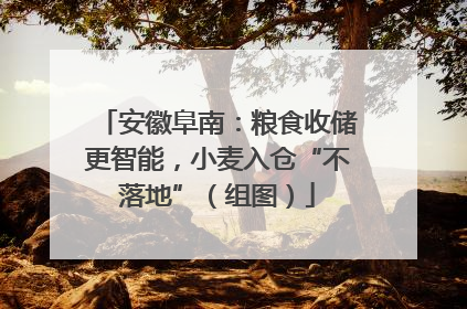安徽阜南：粮食收储更智能，小麦入仓“不落地”（组图）