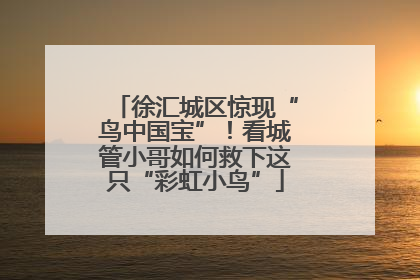 徐汇城区惊现“鸟中国宝”！看城管小哥如何救下这只“彩虹小鸟”