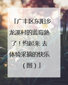 广丰区东阳乡龙溪村的蓝莓熟了！约起来 去体验采摘的快乐（图）