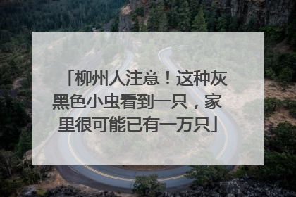 柳州人注意！这种灰黑色小虫看到一只，家里很可能已有一万只