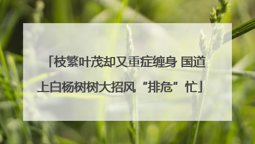 枝繁叶茂却又重症缠身 国道上白杨树树大招风“排危”忙