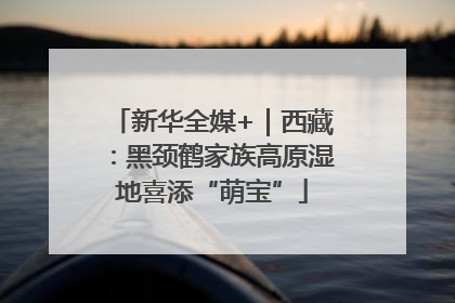 新华全媒+｜西藏：黑颈鹤家族高原湿地喜添“萌宝”