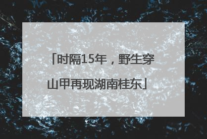 时隔15年，野生穿山甲再现湖南桂东