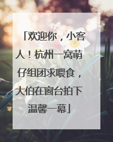 欢迎你，小客人！杭州一窝萌仔组团求喂食，大伯在窗台拍下温馨一幕