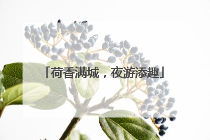 荷香满城，夜游添趣