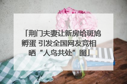 荆门夫妻让新房给斑鸠孵蛋 引发全国网友竞相晒“人鸟共处”图