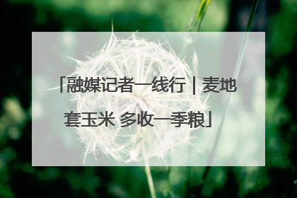 融媒记者一线行｜麦地套玉米 多收一季粮