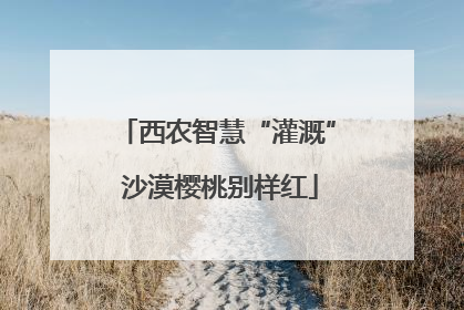 西农智慧“灌溉” 沙漠樱桃别样红