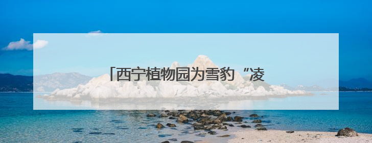 西宁植物园为雪豹“凌小蛰”庆祝“新生”