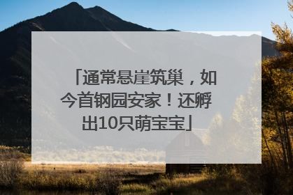 通常悬崖筑巢，如今首钢园安家！还孵出10只萌宝宝