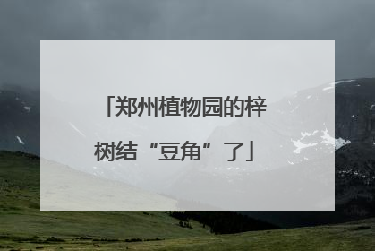 郑州植物园的梓树结“豆角”了