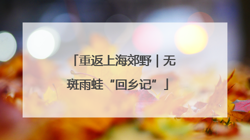 重返上海郊野｜无斑雨蛙“回乡记”