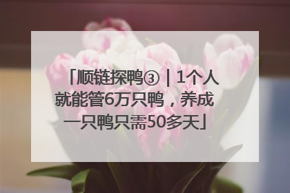 顺链探鸭③｜1个人就能管6万只鸭，养成一只鸭只需50多天