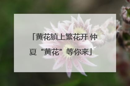 黄花镇上繁花开 仲夏“黄花”等你来